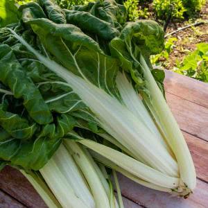 Poirée Verte à Carde Blanche 3